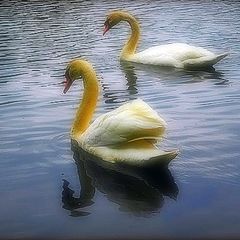 photo "two swans"