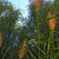 фото "music of wind"