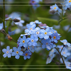 photo "Blue Mood..."