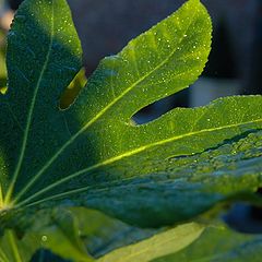 фото "Fatsia Japonica"