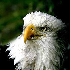 photo "American Eagle"