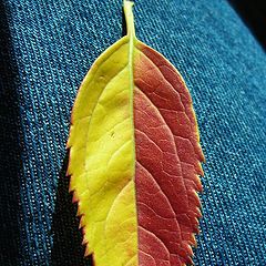 photo "levis and leaves"