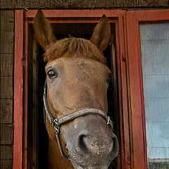 photo "Evening portrait in the window frame"