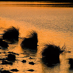 фото "Porcupines"