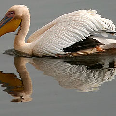 photo "07347 Pelican"