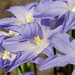 photo "Chionodoxa"