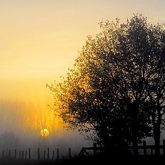 photo "misty morning"