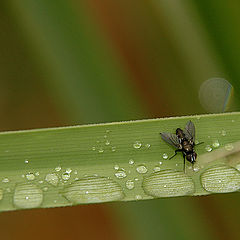 photo "Self Service"