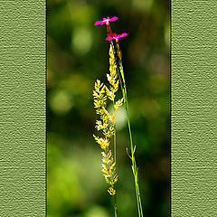 photo "Summer grass -"