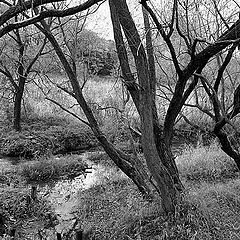 photo "The dried up trees at a stream"