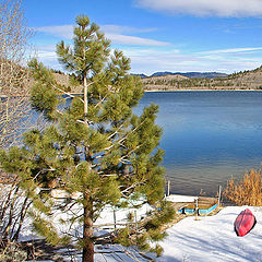 photo "Whispiring pine tree"