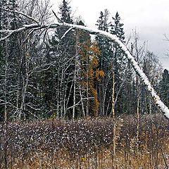 photo "Last foliage, first snow"