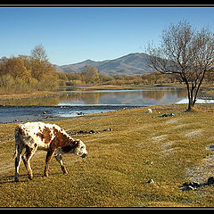 photo "Mongolia (2)"