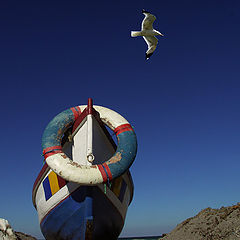 photo "Sea-gull"