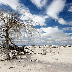 photo "The Desert Nerve"