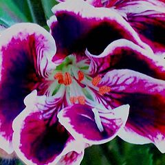 фото "" Geranium Ballerina ""