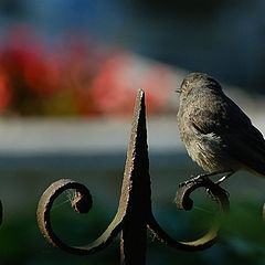 photo "Feeling in the secret garden"