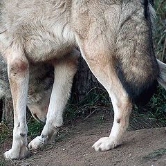 photo "Four paws and tail"