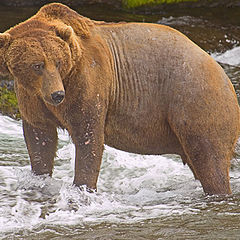 photo "The very large bald bear"