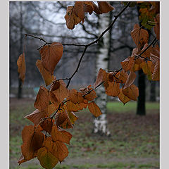 photo "I like autumns dim paints..."