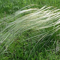 photo "Feather grass and wind"