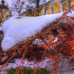 photo "Having covered by a snow coverlet..."