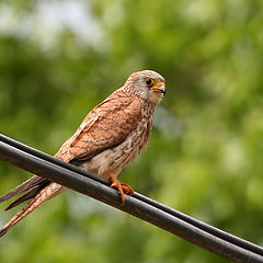 фото "11631 Falcon"