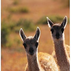 photo "Young Guanako"