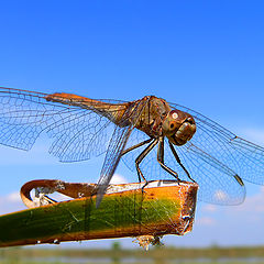 photo "dragonfly"