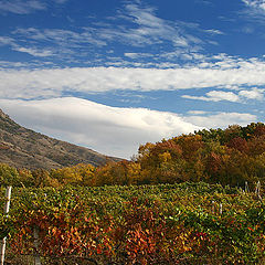 photo "Autumnal vineyards"