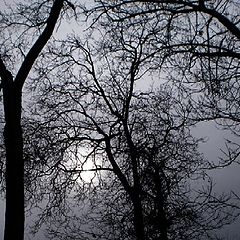 photo "Light through the trees"