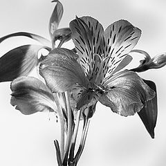 photo "Flower (b/w)"