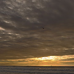 photo "Pink Gold"