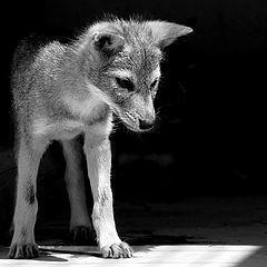 photo "Cub of the jackal"