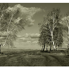 photo "birches at two roads"