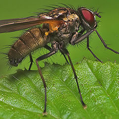 photo "The Fly"