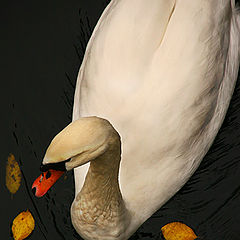 фото "Swan"