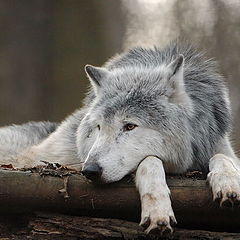 photo "Timber wolf ... relaxed :-)"