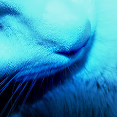 photo "blue cat"