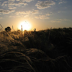 фото "Поле"