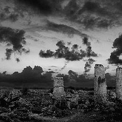 photo "The dead forest"