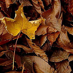 фото "autumn"