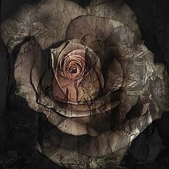 фото "The rose of the darkness"