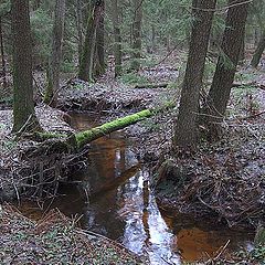 photo "Small river in the forest"