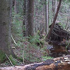 фото "Предзимье"