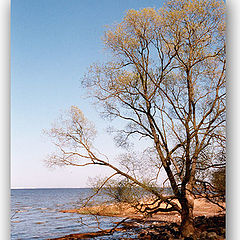 photo "The coastline"