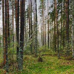 фото "Недолго до морозов. Станция Дунай"