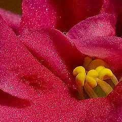 photo "***"