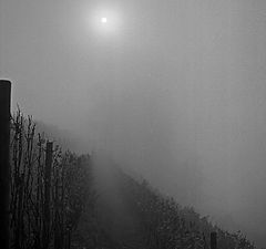 photo "foggy vineyard"