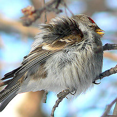 photo "I don't want to be photographed!"